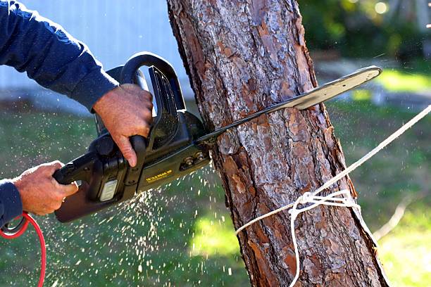 Reliable Wheeler Af, HI Tree Care Solutions